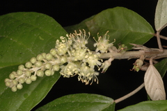 Croton malabaricus